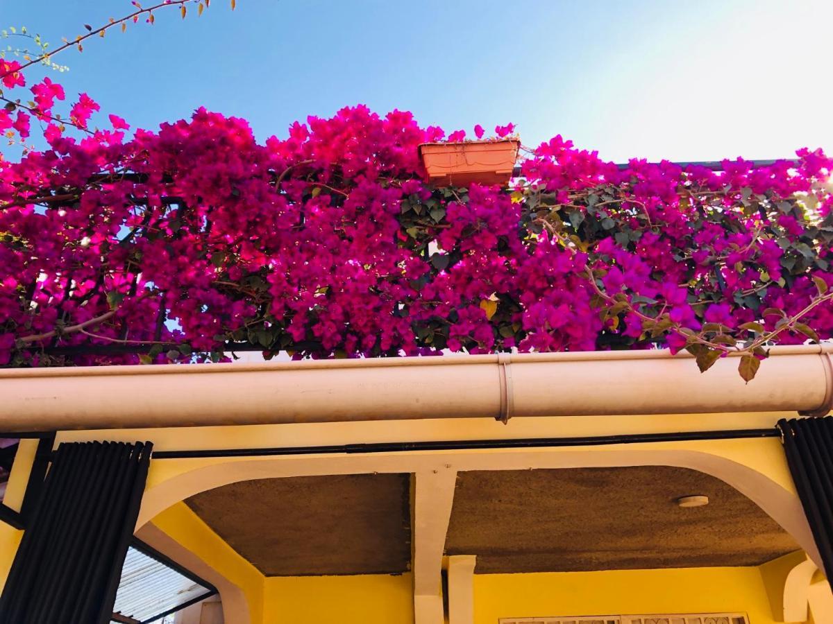 Petite Flower Guest House Talata-maty Dış mekan fotoğraf