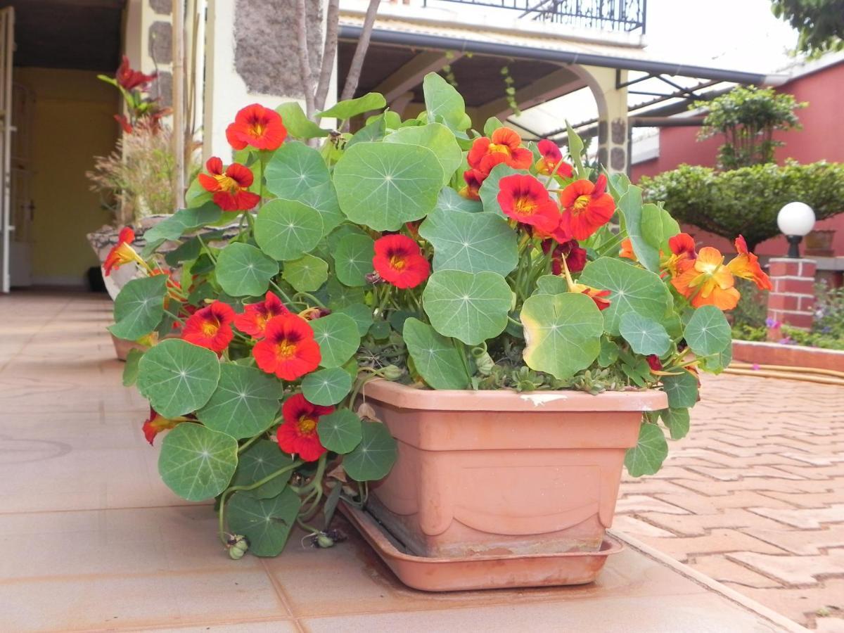 Petite Flower Guest House Talata-maty Dış mekan fotoğraf